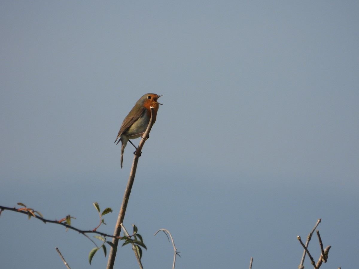 European Robin - ML643852729
