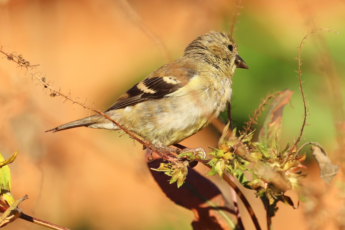 Chardonneret jaune - ML643852732