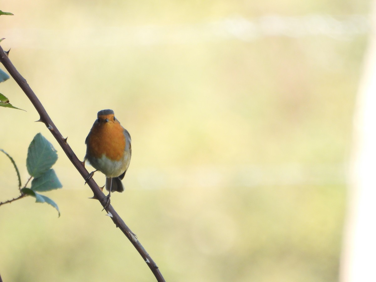 European Robin - ML643852733