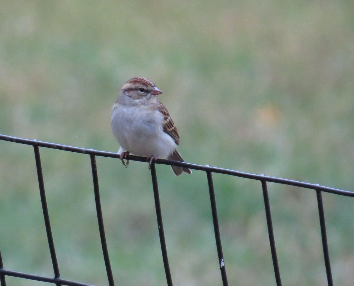 Chipping Sparrow - ML643852741