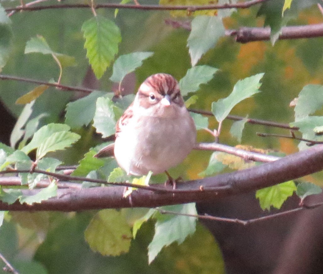 Chipping Sparrow - ML643852742