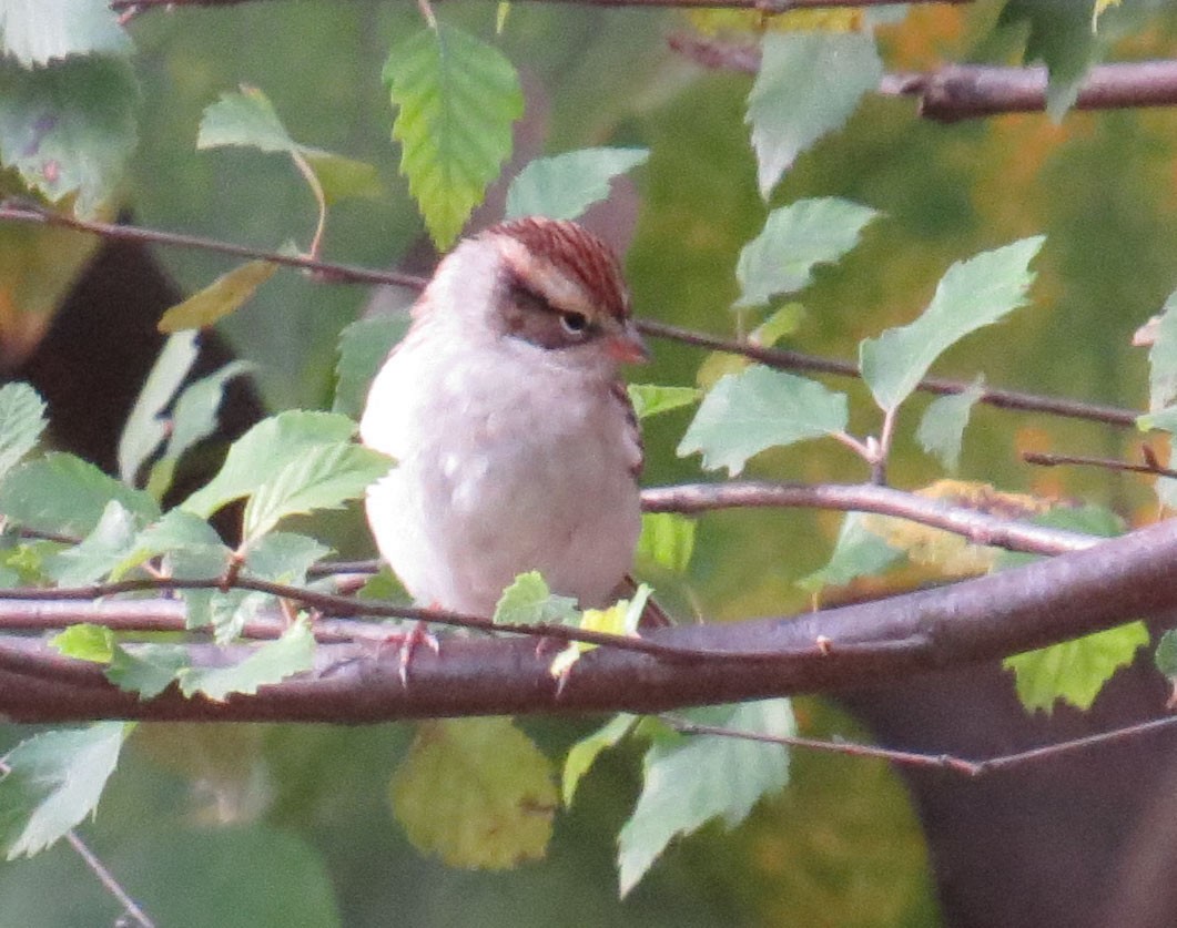 Chipping Sparrow - ML643852743
