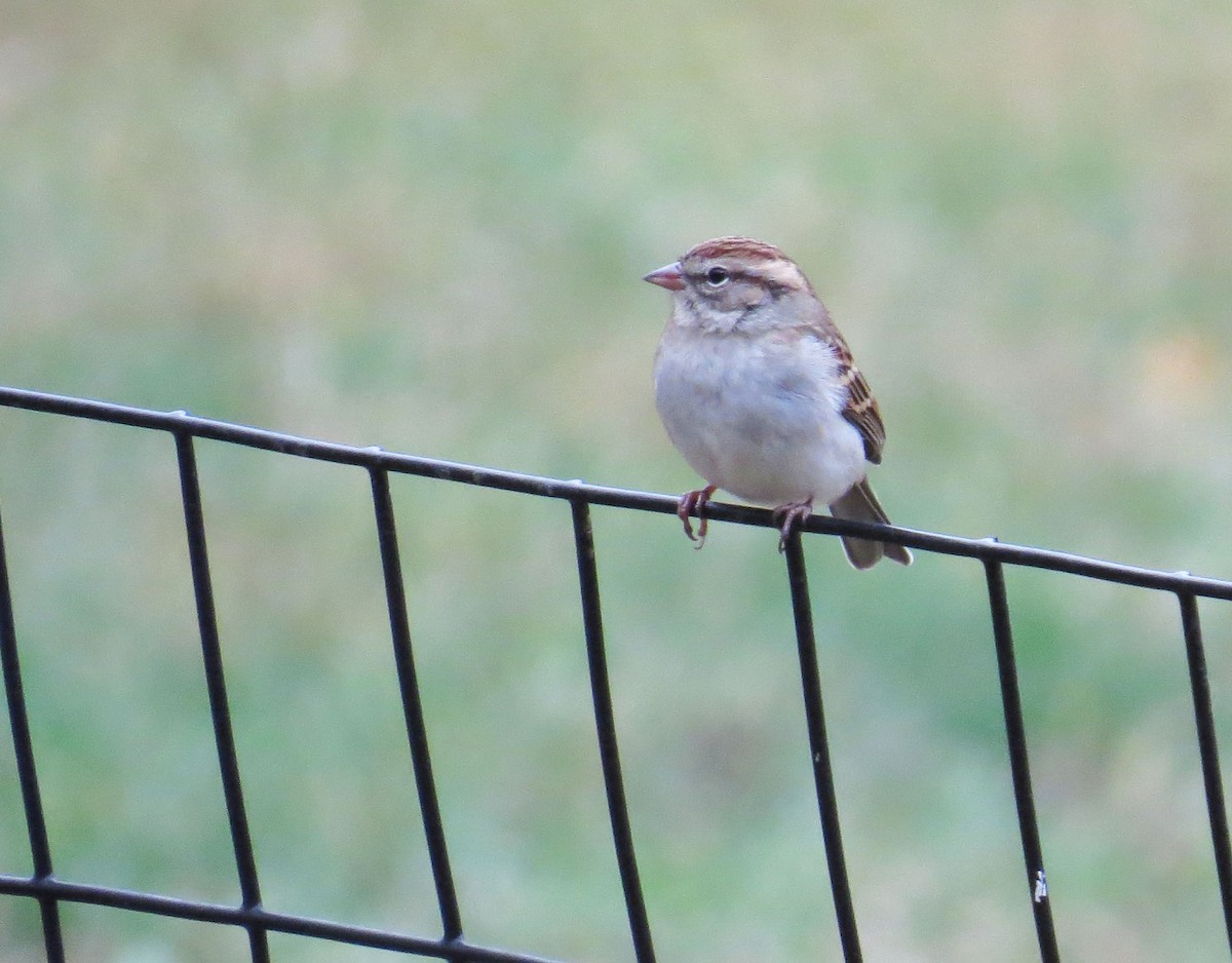 Chipping Sparrow - ML643852744