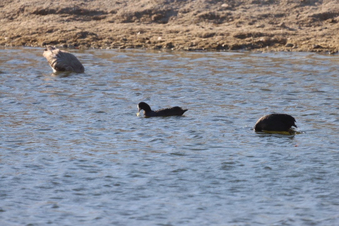 Eurasian Coot - ML643852752