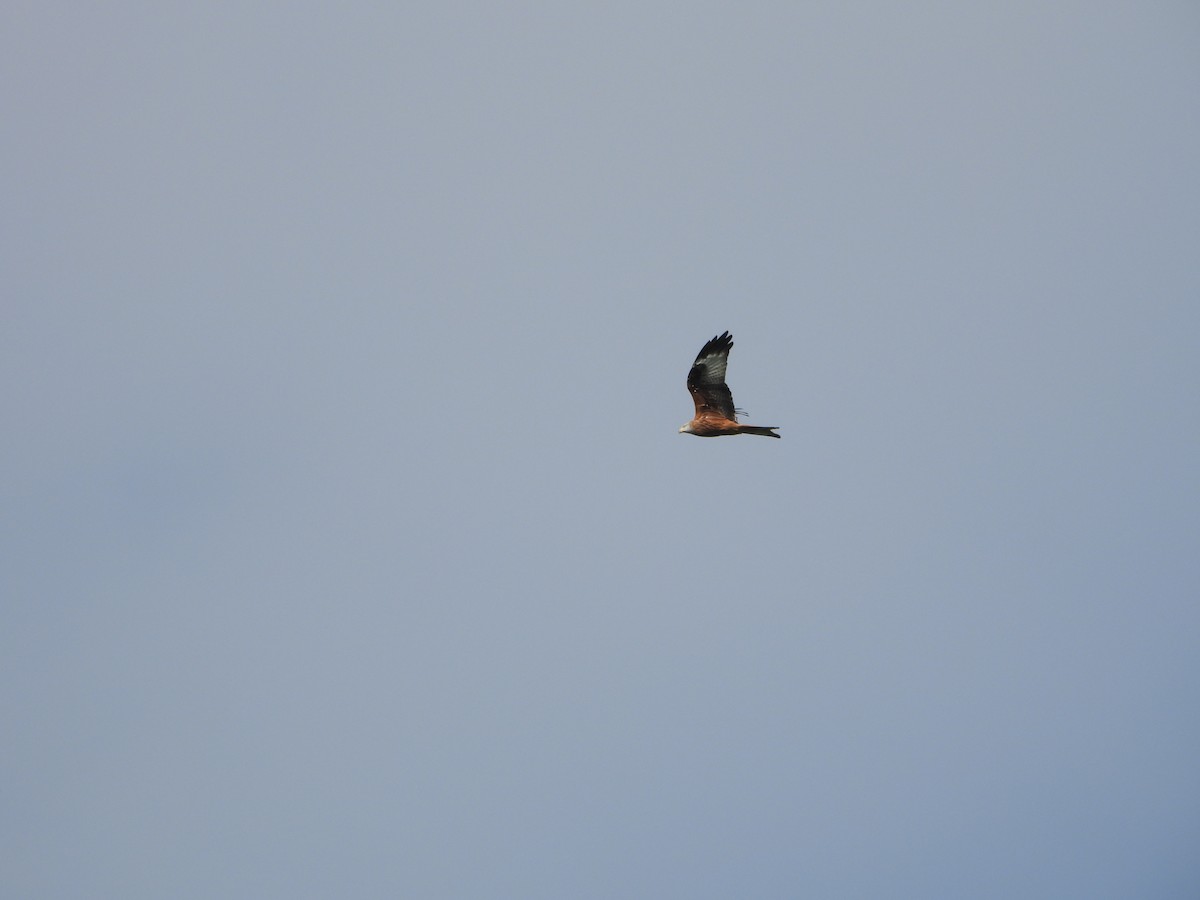 Red Kite - ML643852780