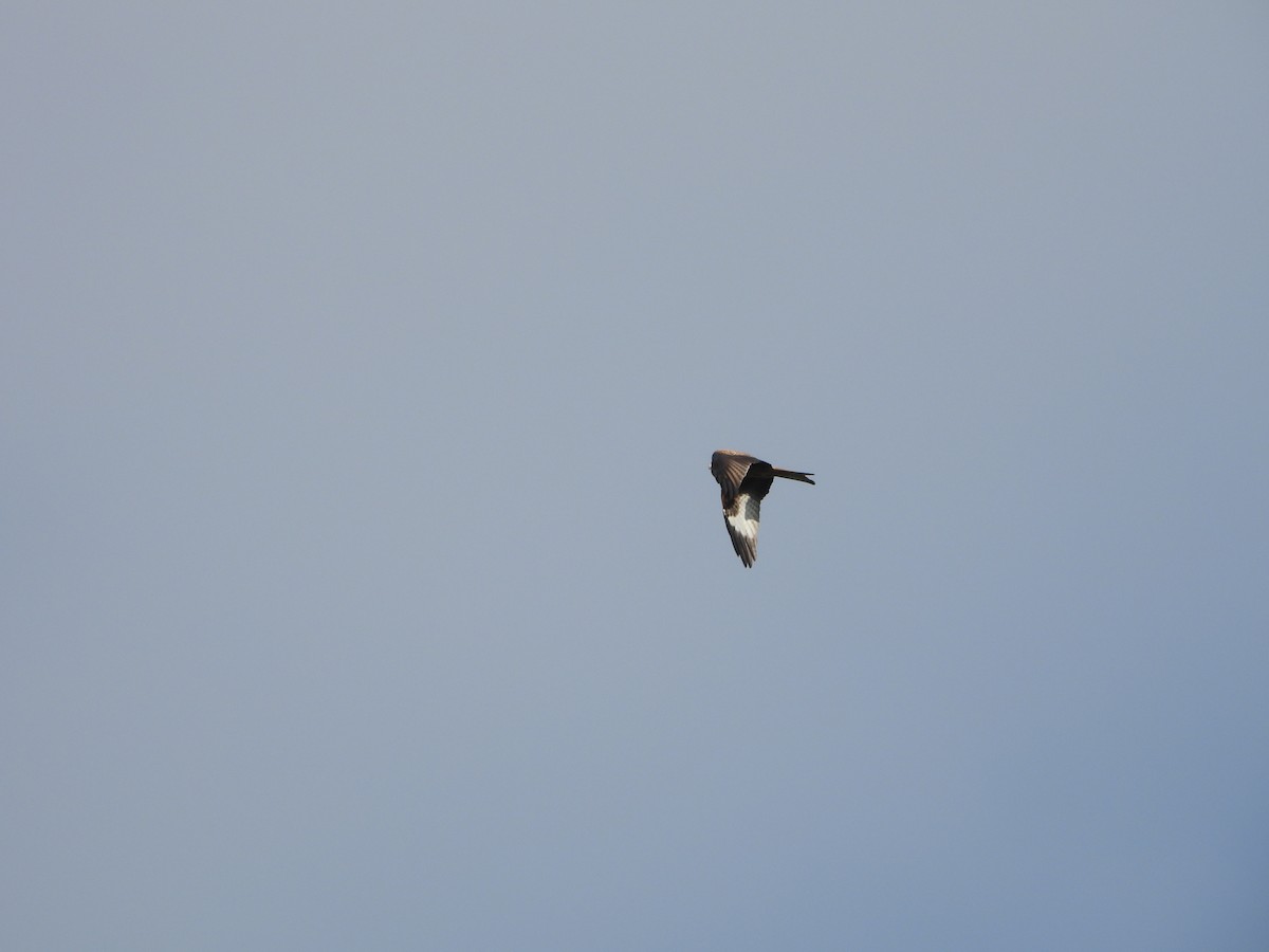 Red Kite - ML643852785