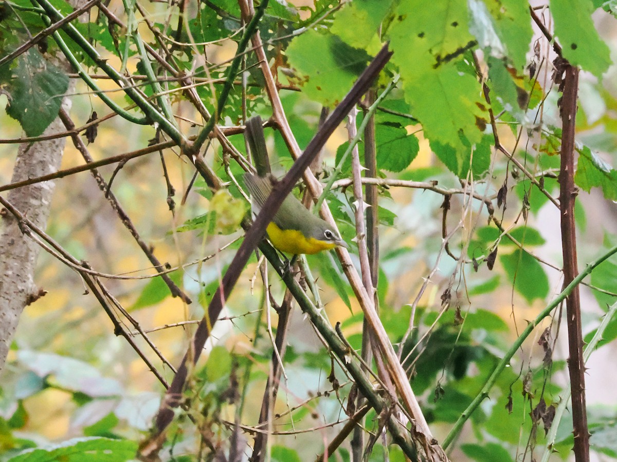 Yellow-breasted Chat - ML643852794