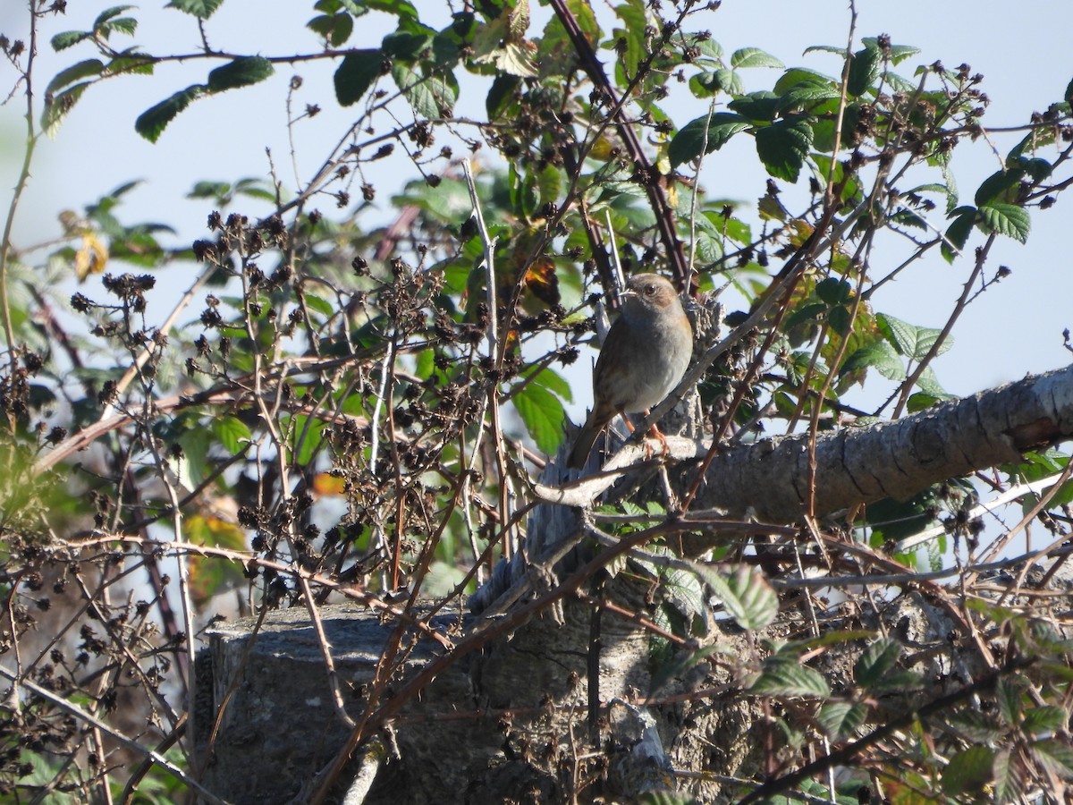 Dunnock - ML643852795