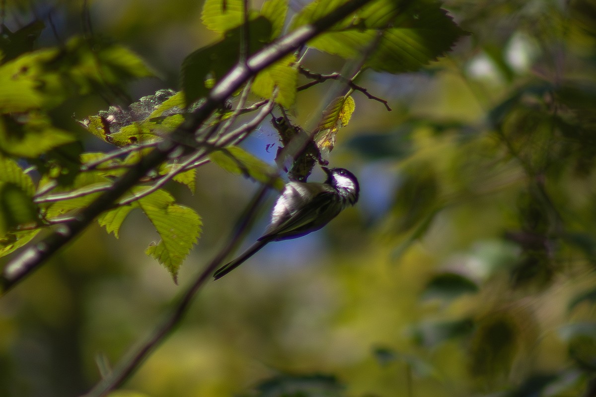 Black-capped Chickadee - ML643852800