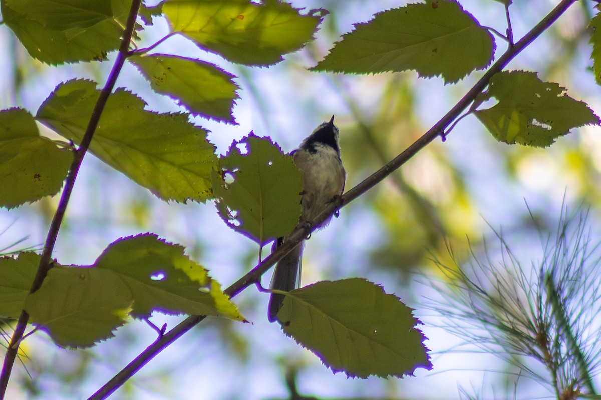 Black-capped Chickadee - ML643852801
