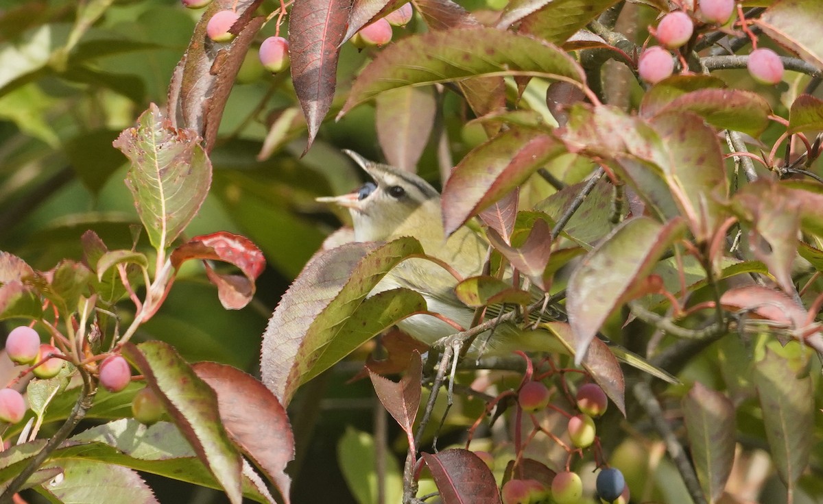 Rotaugenvireo - ML643852822