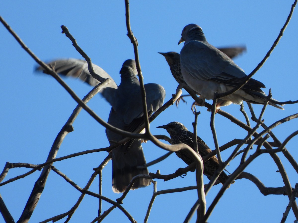 Band-tailed Pigeon - ML643852826