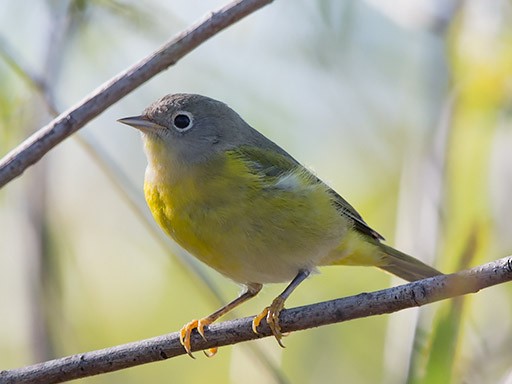 Nashville Warbler - ML643852828
