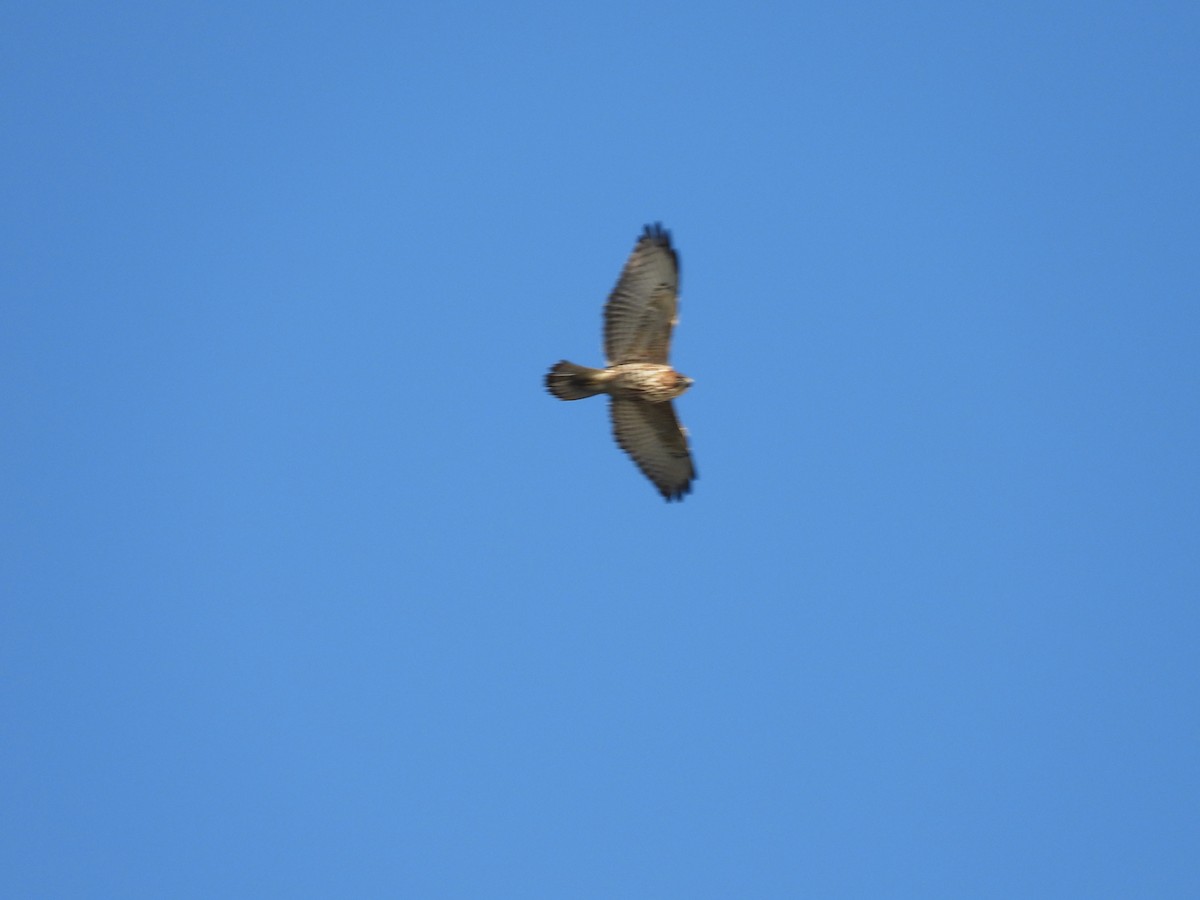 Broad-winged Hawk - ML643852830