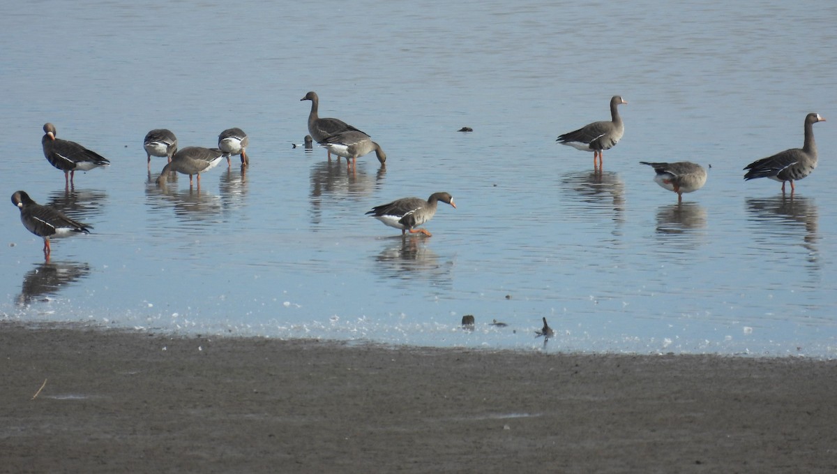Greater White-fronted Goose - ML643852831