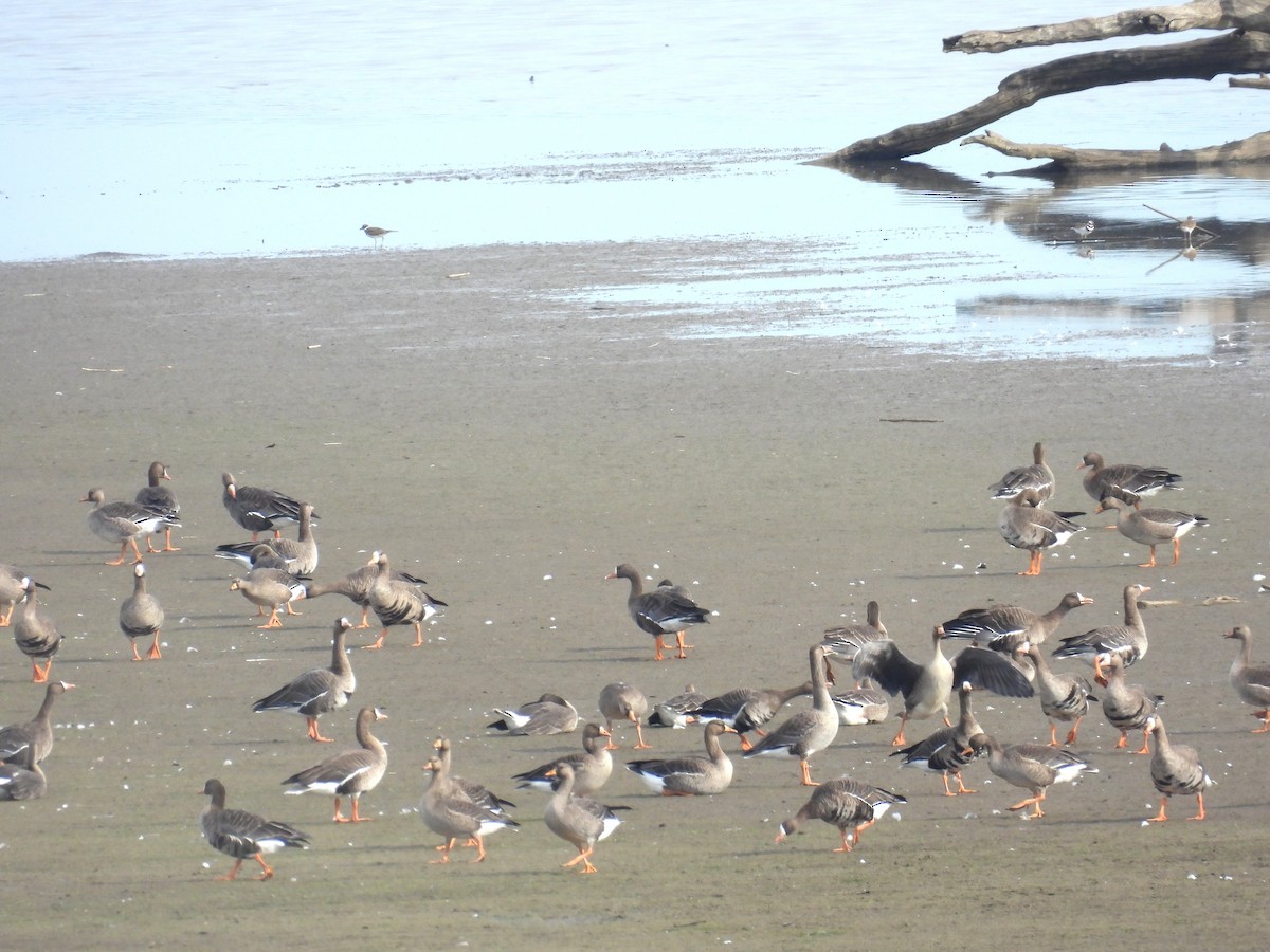 Greater White-fronted Goose - ML643852832