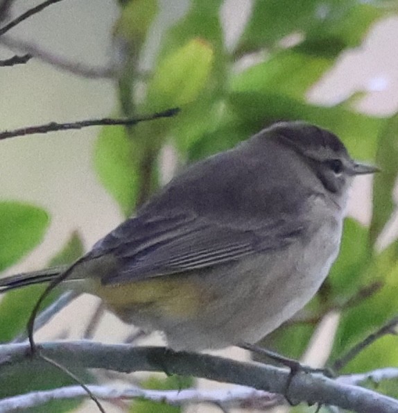 Palm Warbler - ML643852837