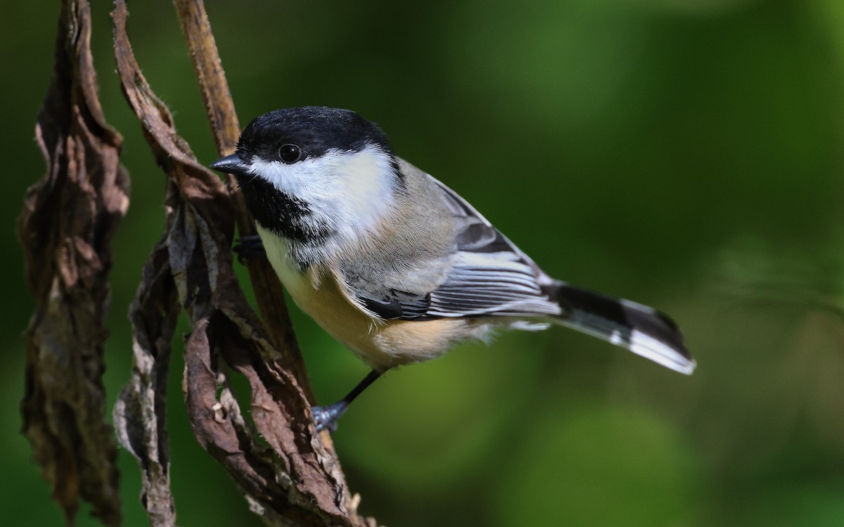 Black-capped Chickadee - ML643852838