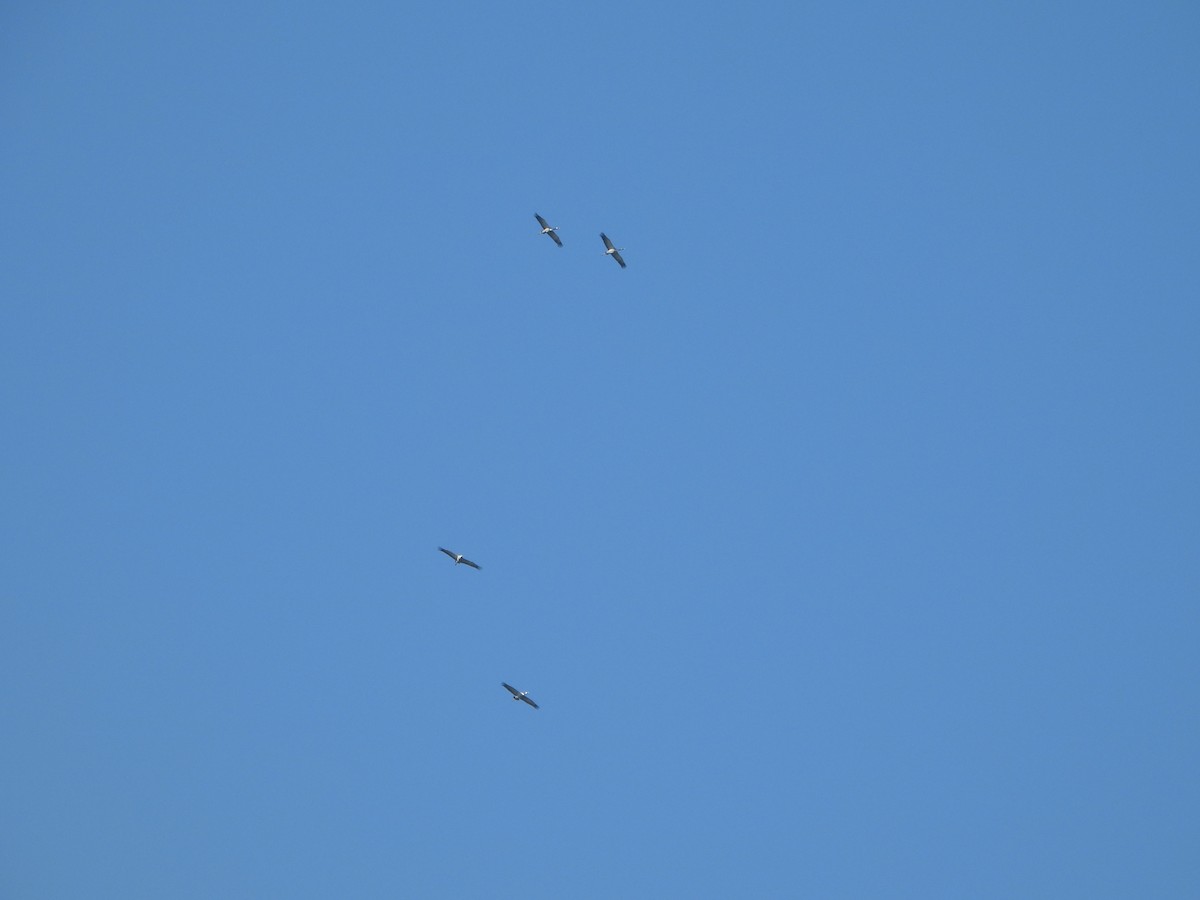 Common Crane - ML643852841