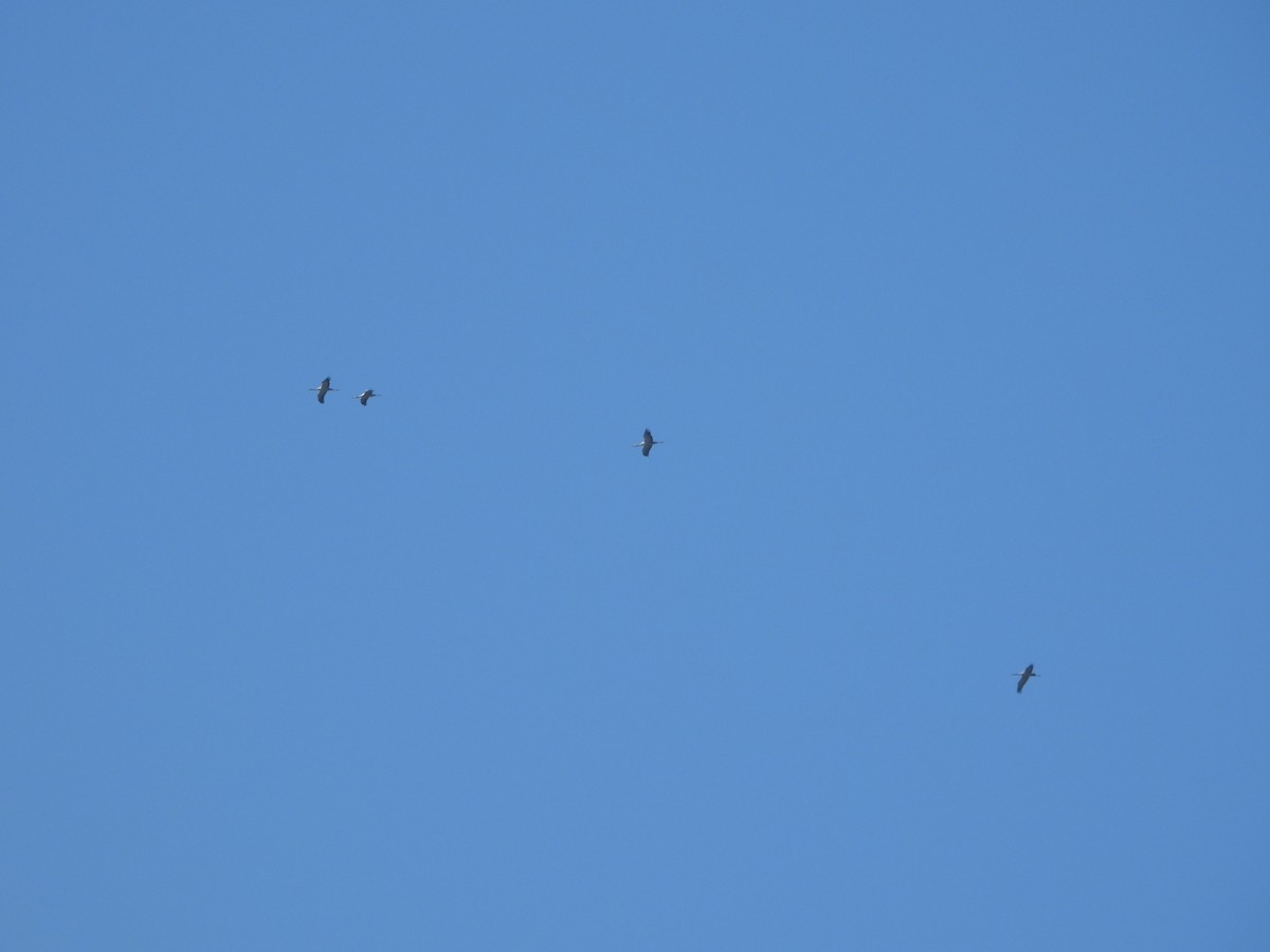 Common Crane - ML643852842