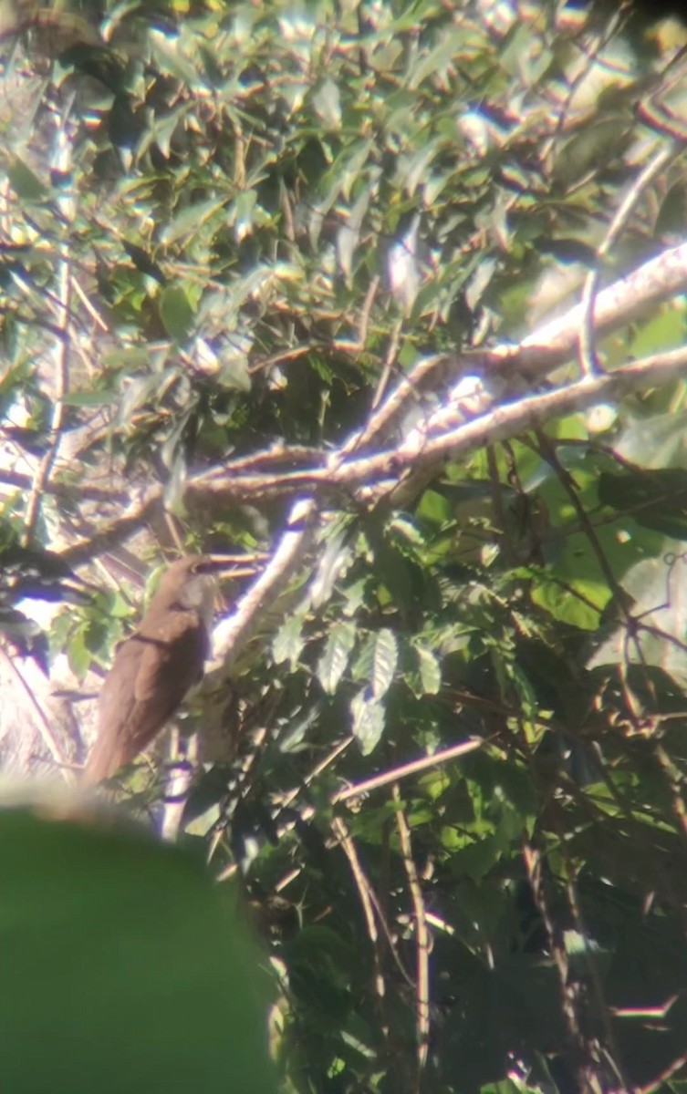 קוקיה שחורת-מקור - ML643852844