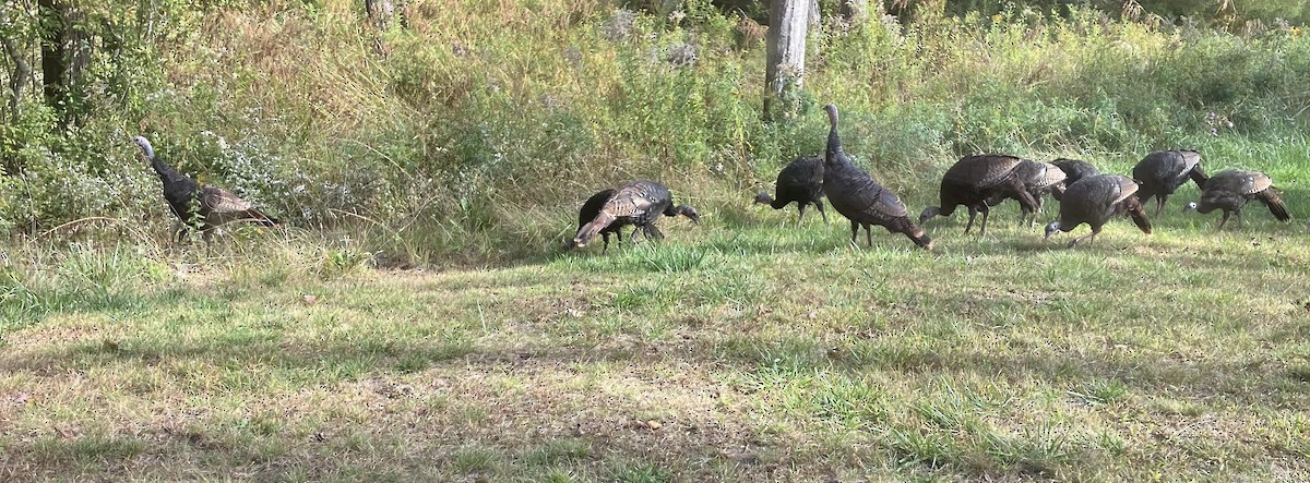 Wild Turkey - ML643852848