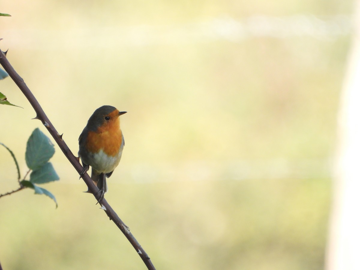 European Robin - ML643852859