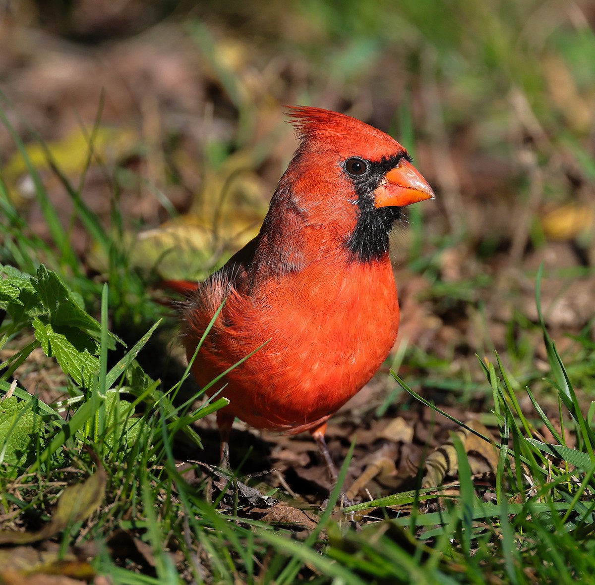 Cardinal rouge - ML643852878