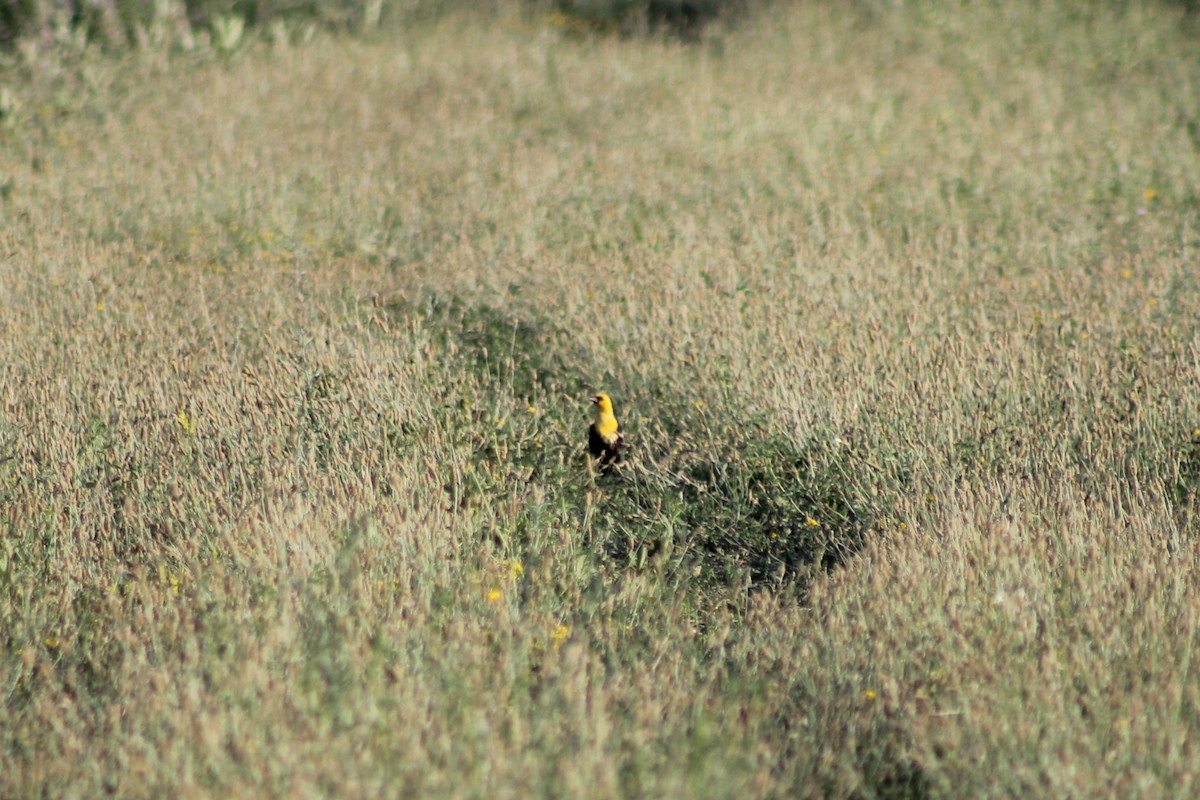 Yellow-headed Blackbird - ML643852888
