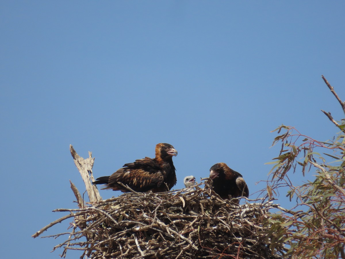 Black-breasted Kite - ML643852893