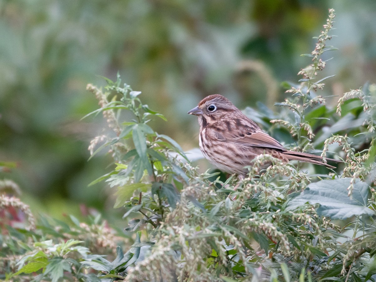 Song Sparrow - ML643852894