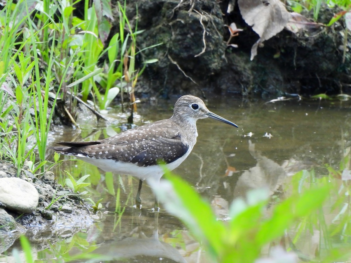 Solitary Sandpiper - ML643852927