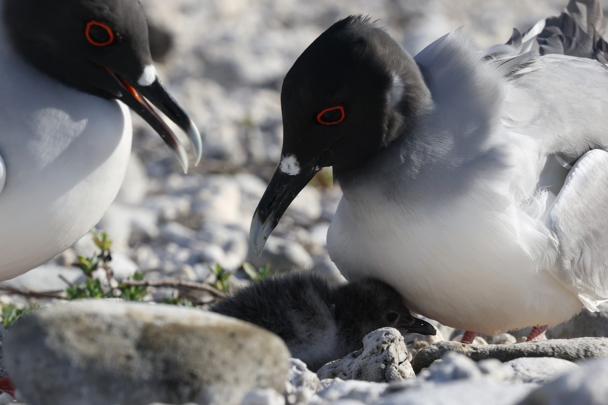 Swallow-tailed Gull - ML643852931