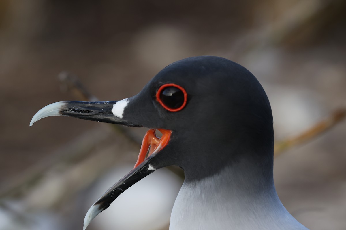 Swallow-tailed Gull - ML643852932
