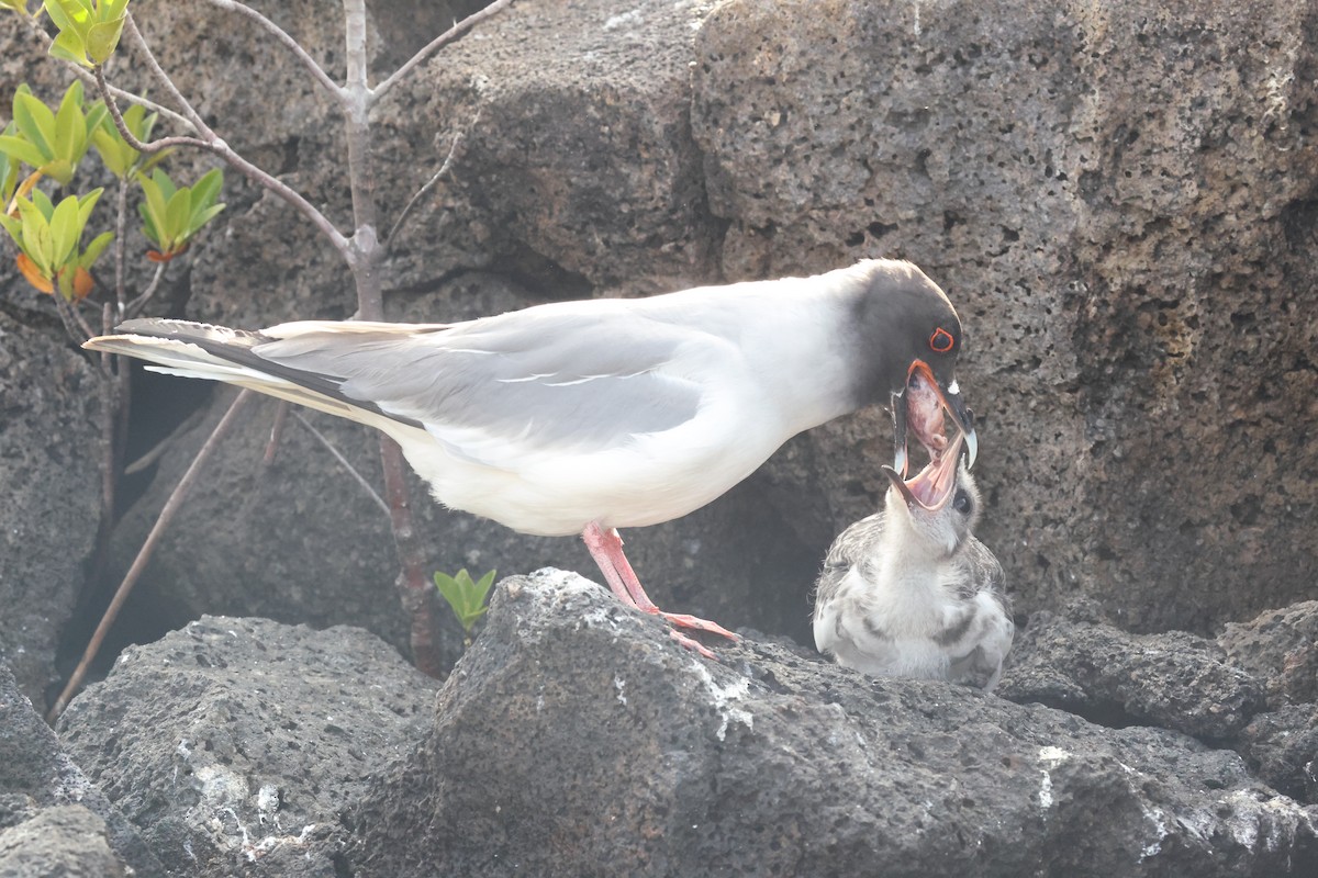 Swallow-tailed Gull - ML643852938