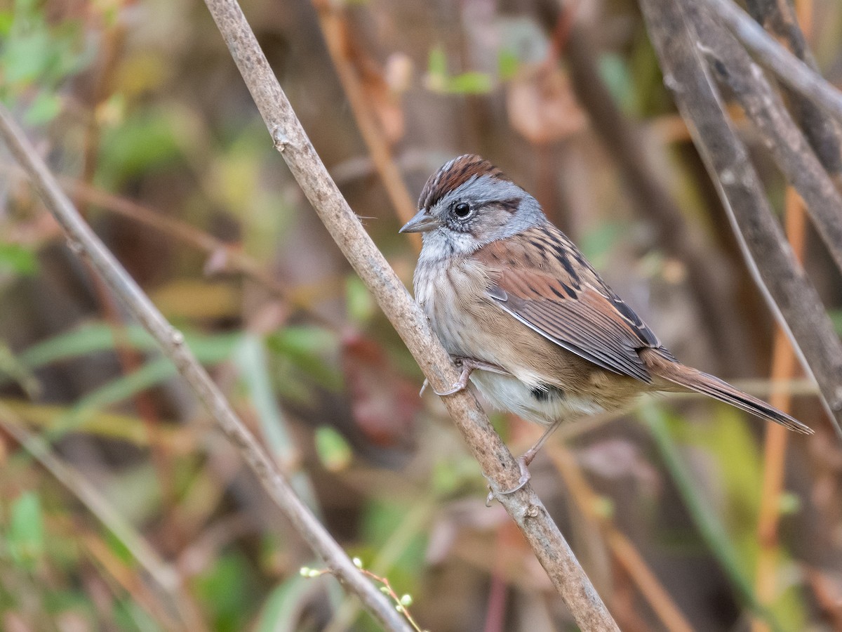 Swamp Sparrow - ML643852940