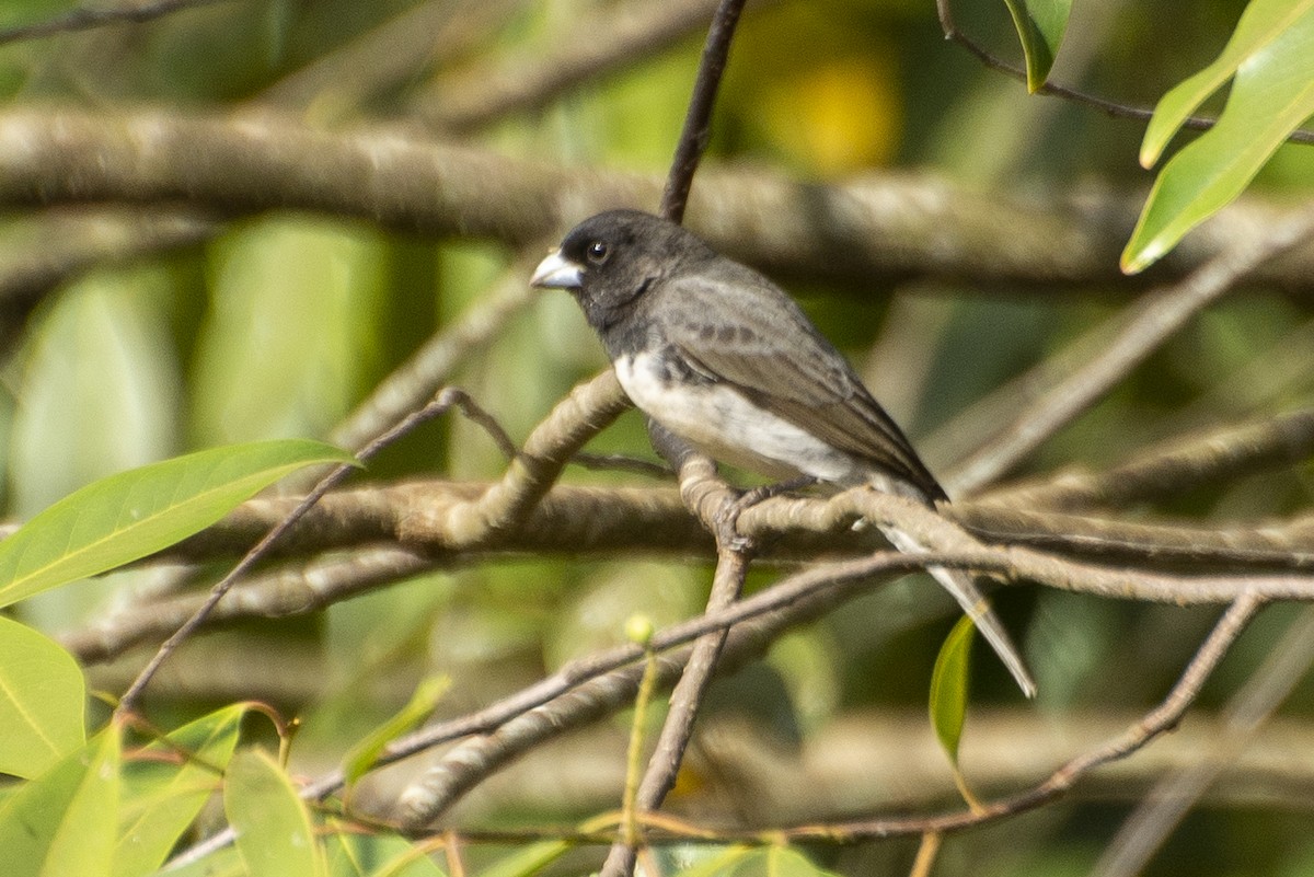 Dubois's Seedeater - ML643852955