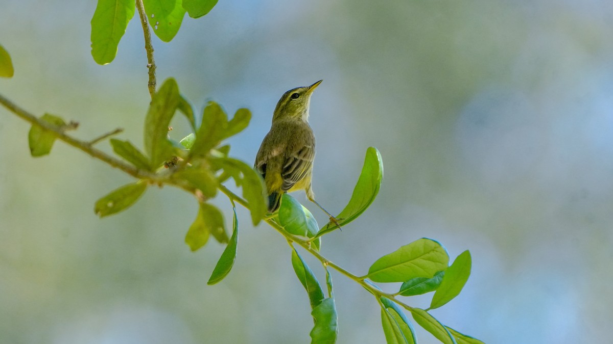 Palm Warbler - ML643852960