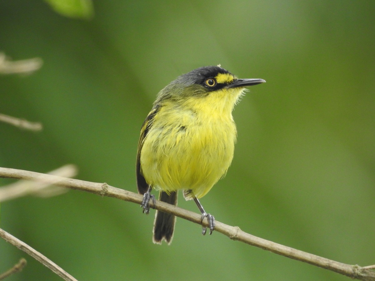 Gray-headed Tody-Flycatcher - ML643852962