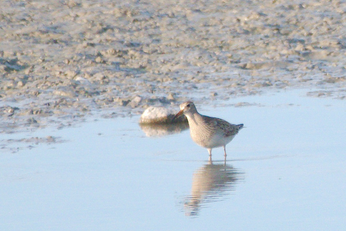 Graubrust-Strandläufer - ML643852963