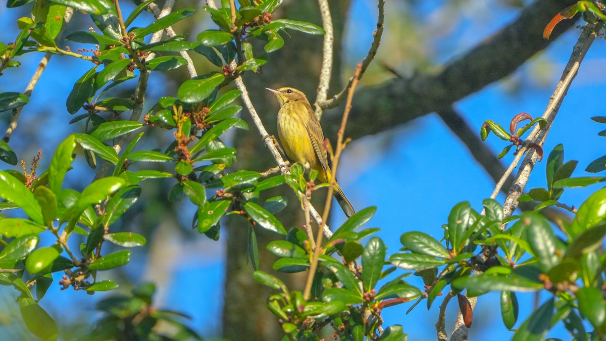 Palm Warbler - ML643852973