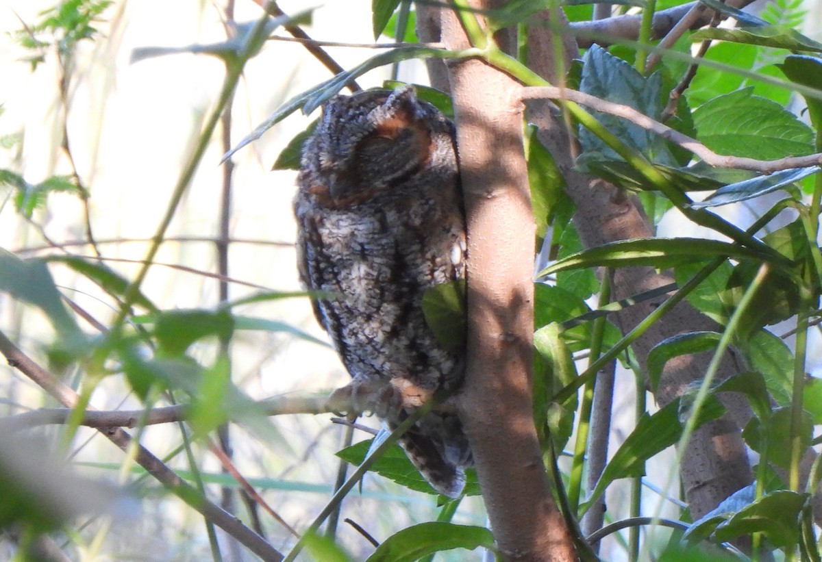 Flammulated Owl - ML643852989
