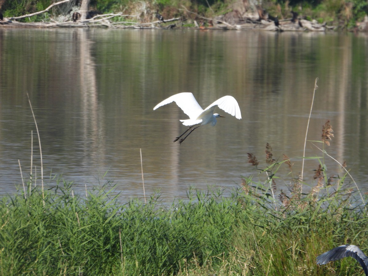 Great Egret - ML643852995