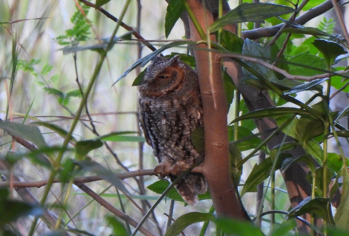 Flammulated Owl - ML643852996