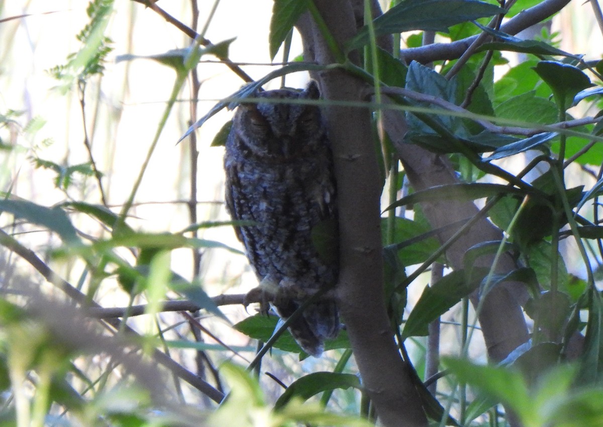 Flammulated Owl - ML643852998