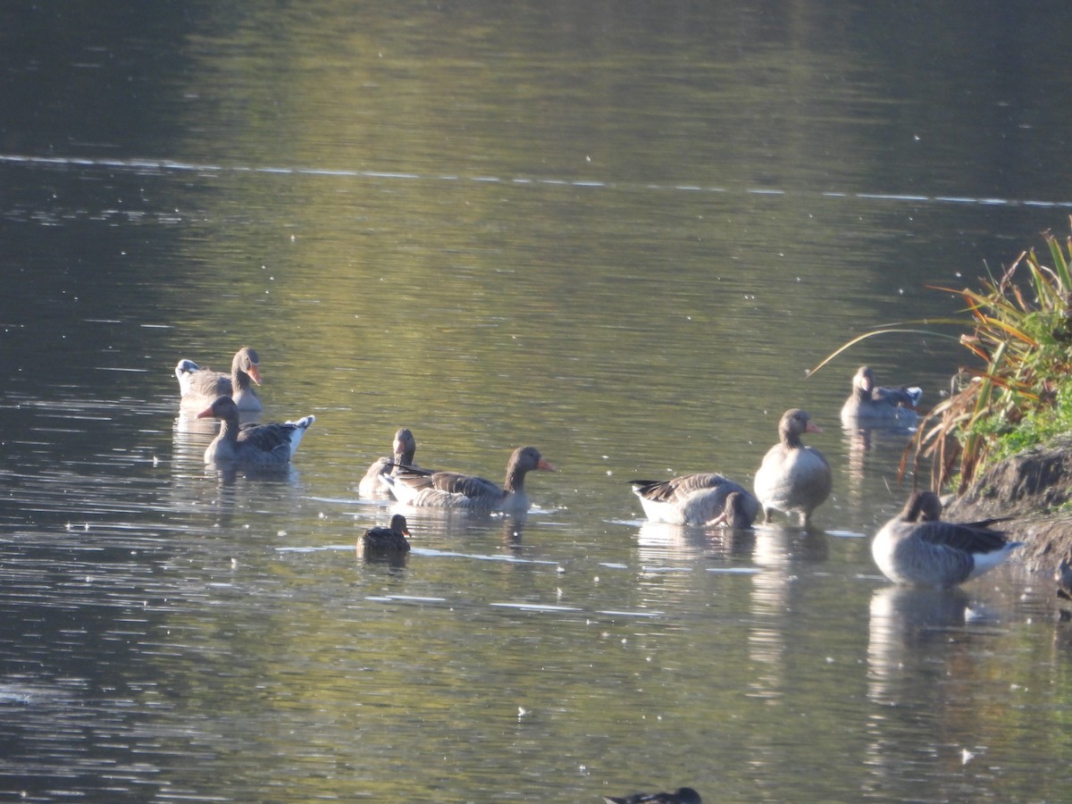 Graylag Goose - ML643852999