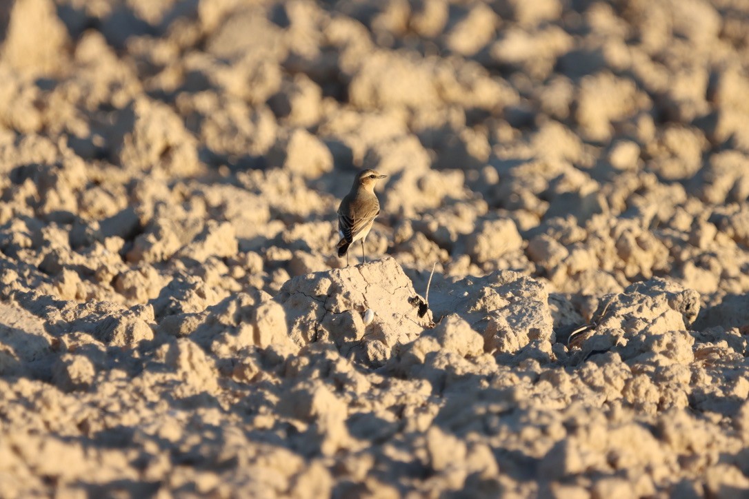 ハシグロヒタキ - ML643853000