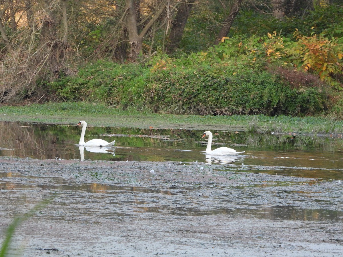 Mute Swan - ML643853003