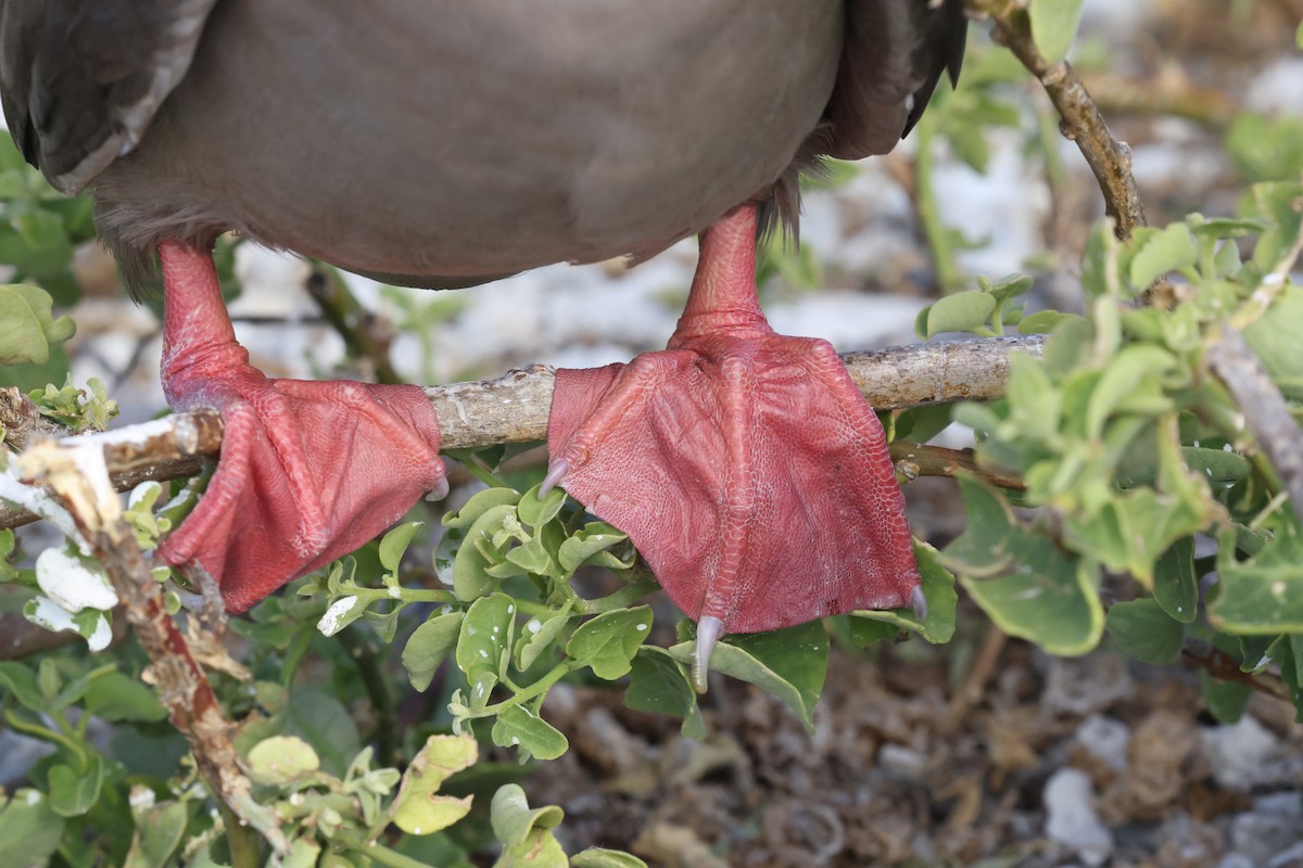Red-footed Booby (Eastern Pacific) - ML643853004