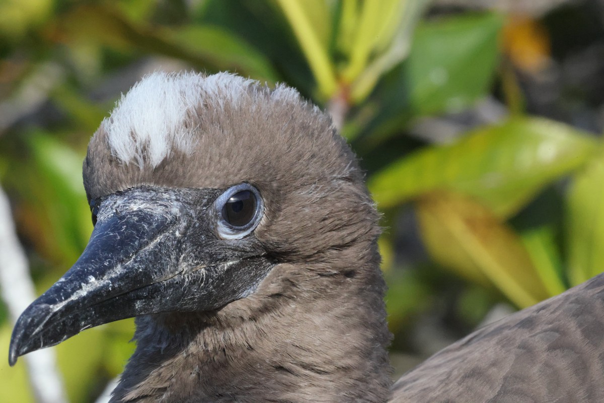 Red-footed Booby (Eastern Pacific) - ML643853005